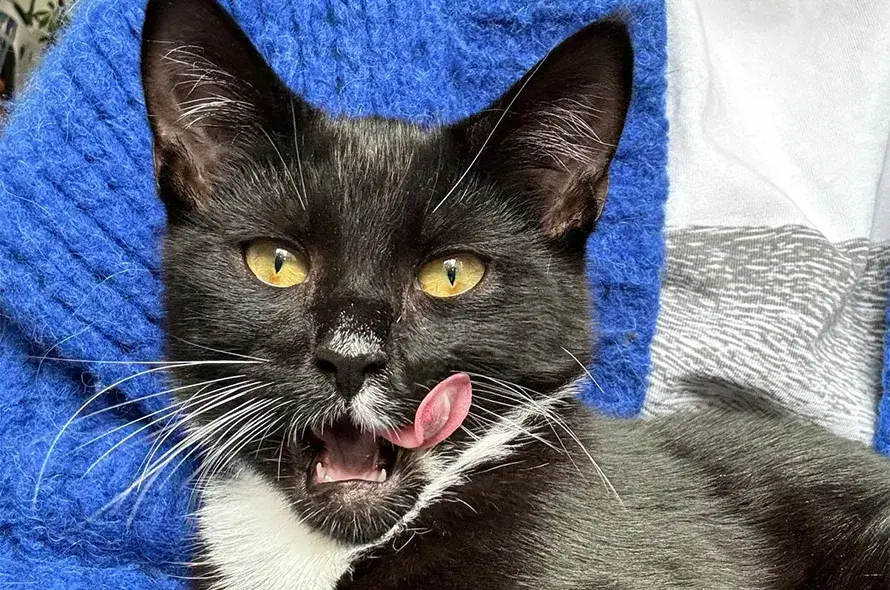 Percy sticking out his tongue out